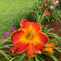 Spacecoast Marmalade Tiger thumbnail
