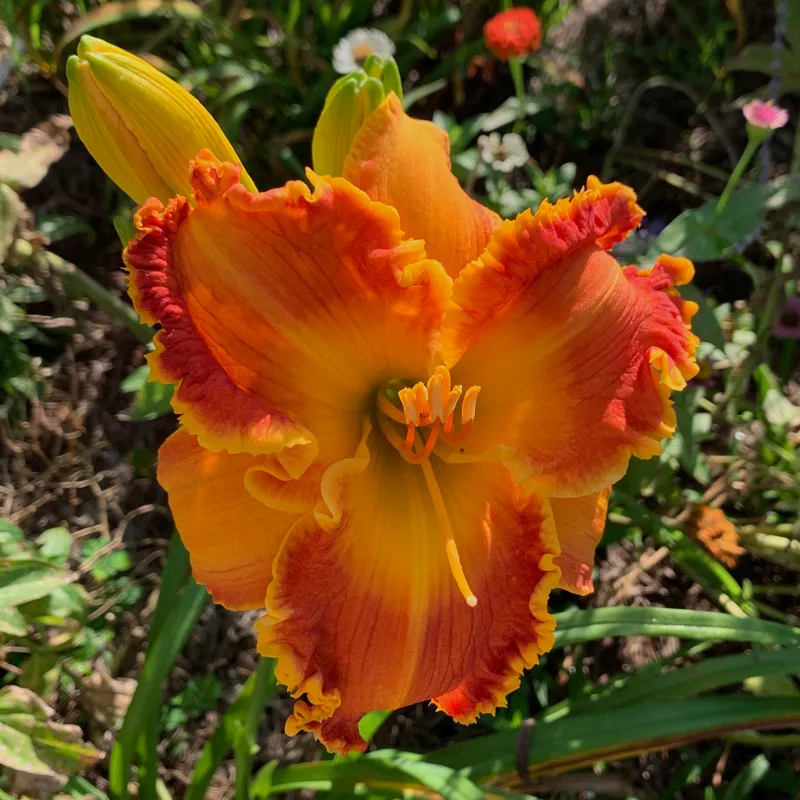 Spacecoast Marmalade Tiger from RollingOaksDaylilies