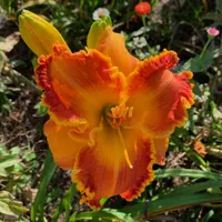 Spacecoast Marmalade Tiger thumbnail