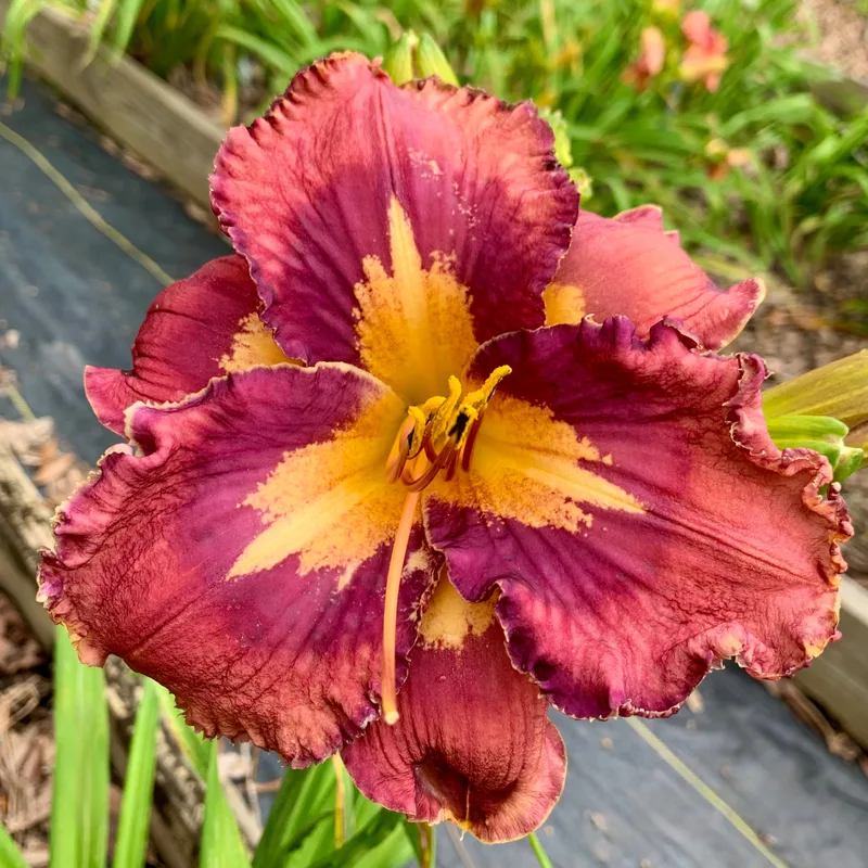 Spacecoast Modern Symmetry from RollingOaksDaylilies