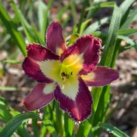 Spacecoast Moonlight Orchid thumbnail