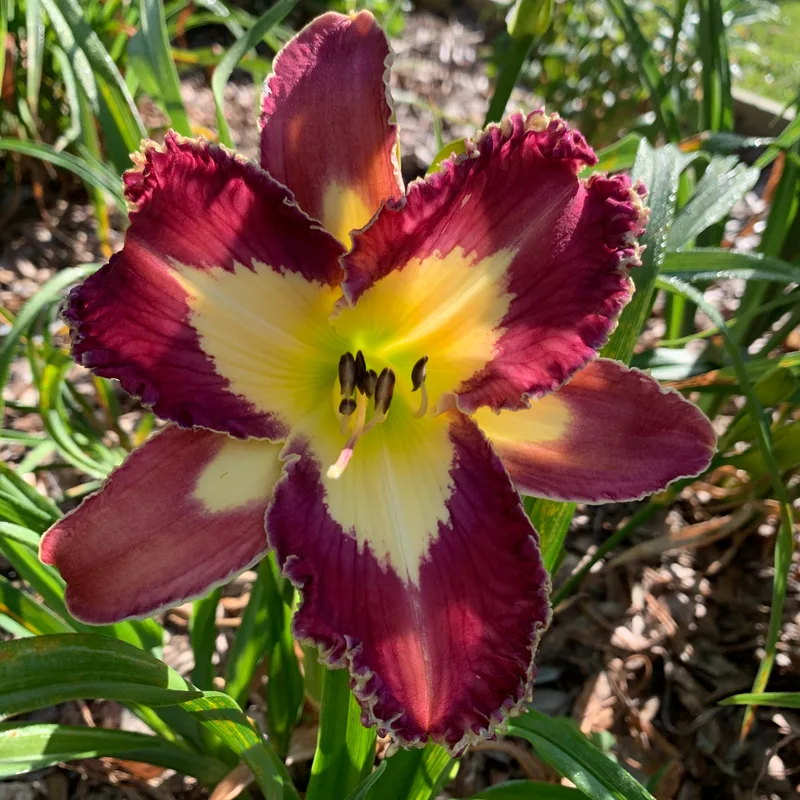 Spacecoast Moonlight Orchid from RollingOaksDaylilies