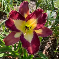 Spacecoast Moonlight Orchid thumbnail