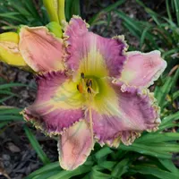 Spacecoast Moonlight Orchid thumbnail