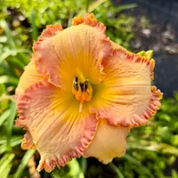 Spacecoast Sonata catalog image