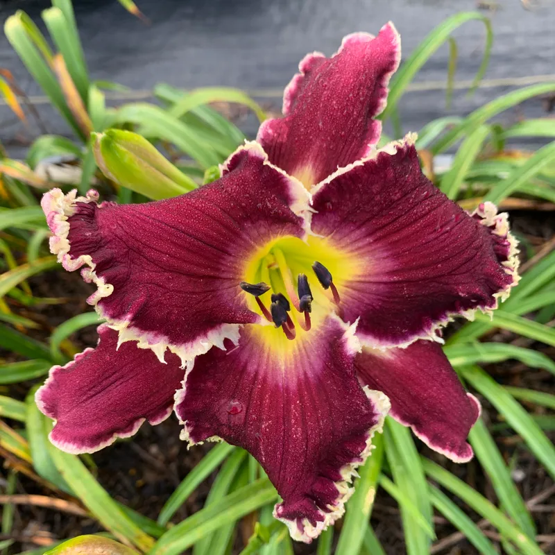 Spacecoast Tasmanian Devil daylily bloom