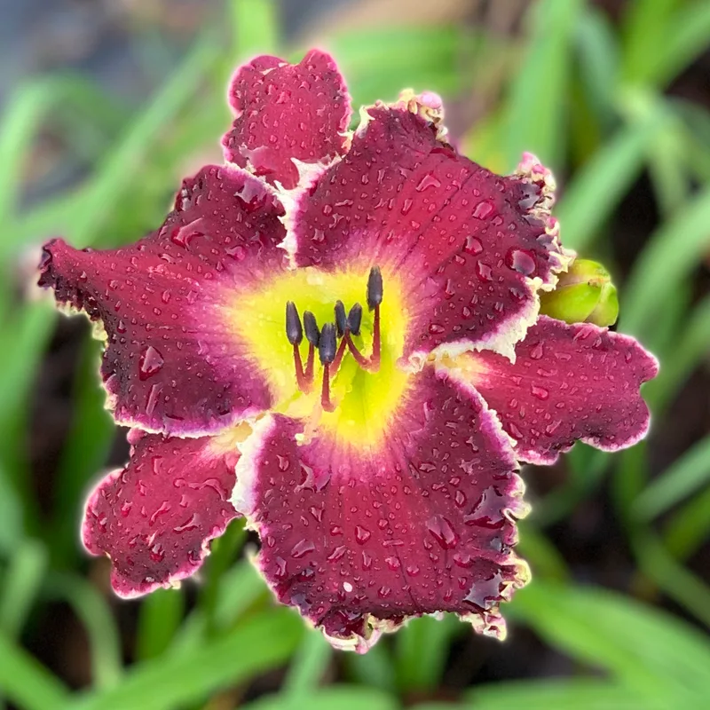 Spacecoast Tasmanian Devil from RollingOaksDaylilies