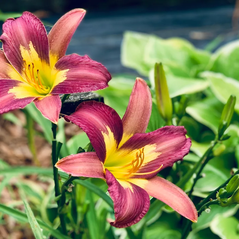 Star Of India daylily bloom