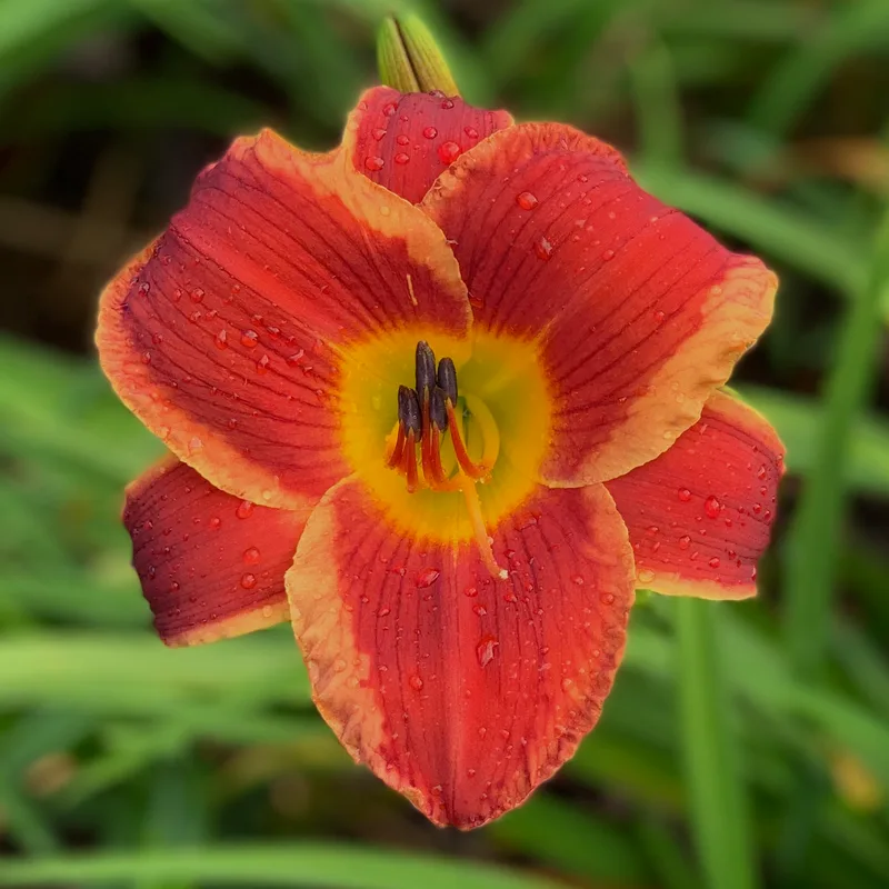 Street Urchin daylily bloom