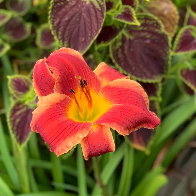 Street Urchin from RollingOaksDaylilies