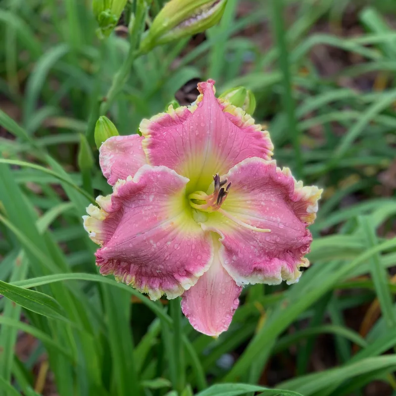 Sugar Lips from RollingOaksDaylilies