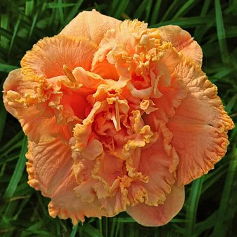 Tavares Double Ruffle daylily bloom