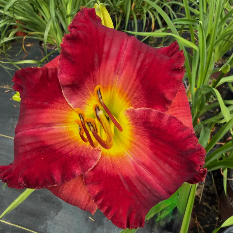 Tennessee Treasure daylily bloom