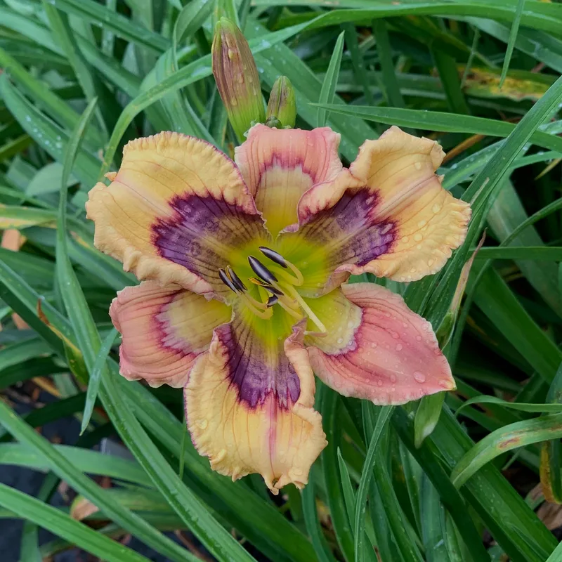 The One Ring from RollingOaksDaylilies