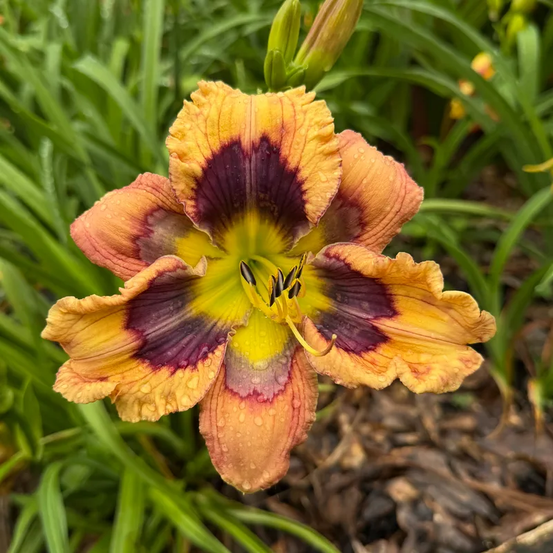 The One Ring from RollingOaksDaylilies