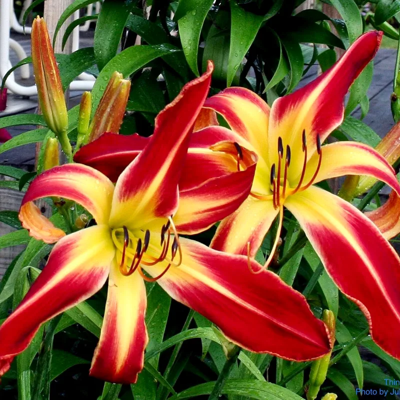 Thin Man from RollingOaksDaylilies