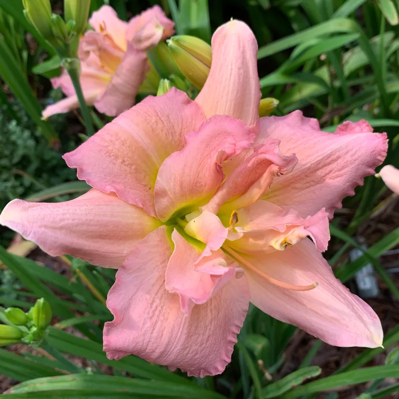 Thing Of Beauty daylily bloom