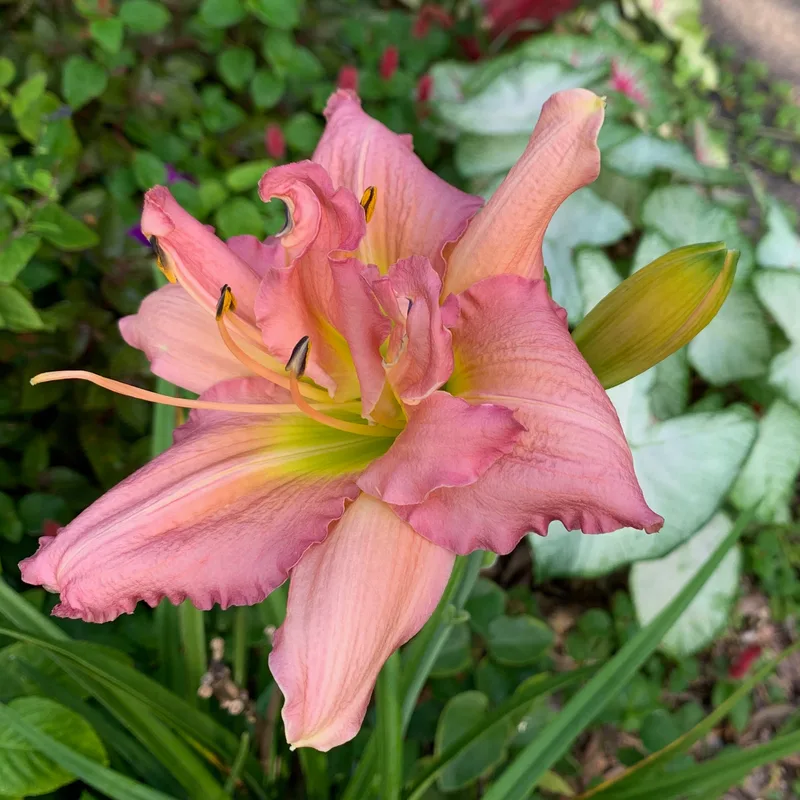 Thing Of Beauty from RollingOaksDaylilies