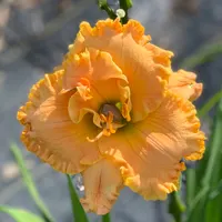 Tropical Hot Flash catalog image