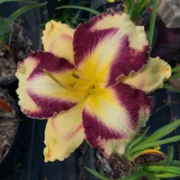 Orene's Petals catalog image