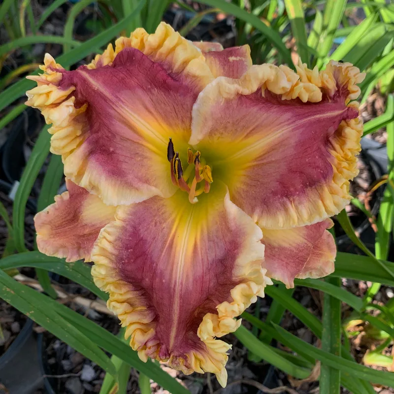 Debbie's Love daylily bloom