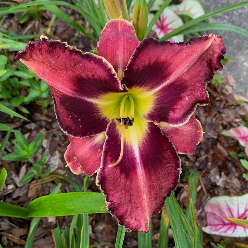 Plum Stunning from RollingOaksDaylilies