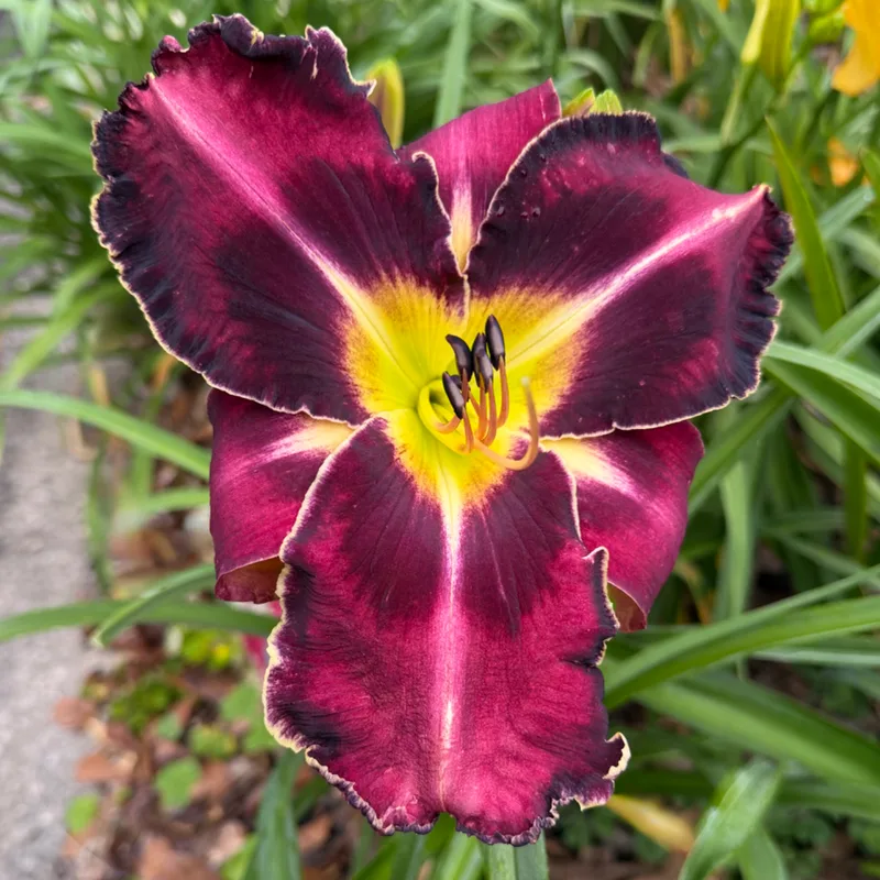 Plum Stunning Photo