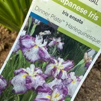 Louisiana Iris catalog image