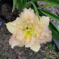 Westfarms Double Cream Puff thumbnail