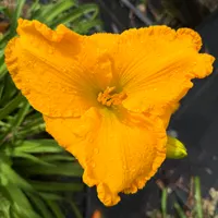 Preserved Apricot catalog image