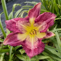 Purple Pathways catalog image