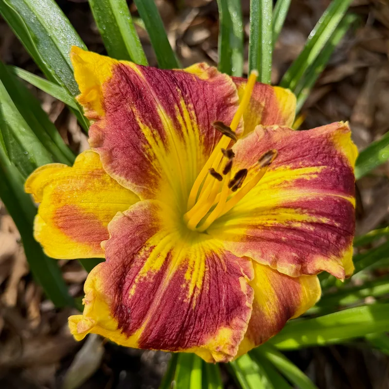 Owned by Plants image