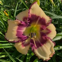 All Rolling Oaks Daylilies catalog image