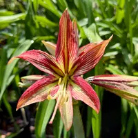 Amaryllis  catalog image