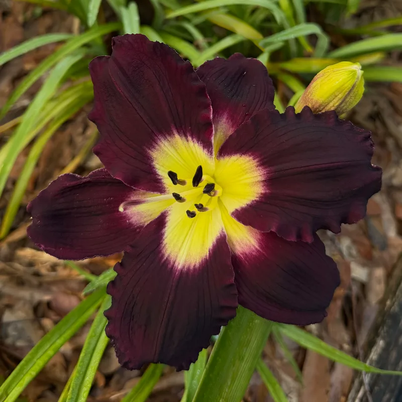 Carbon Black from RollingOaksDaylilies