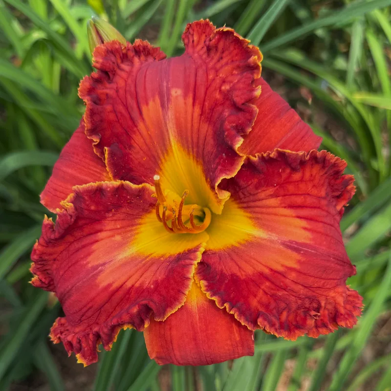 Spacecoast Crimson Icon Photo