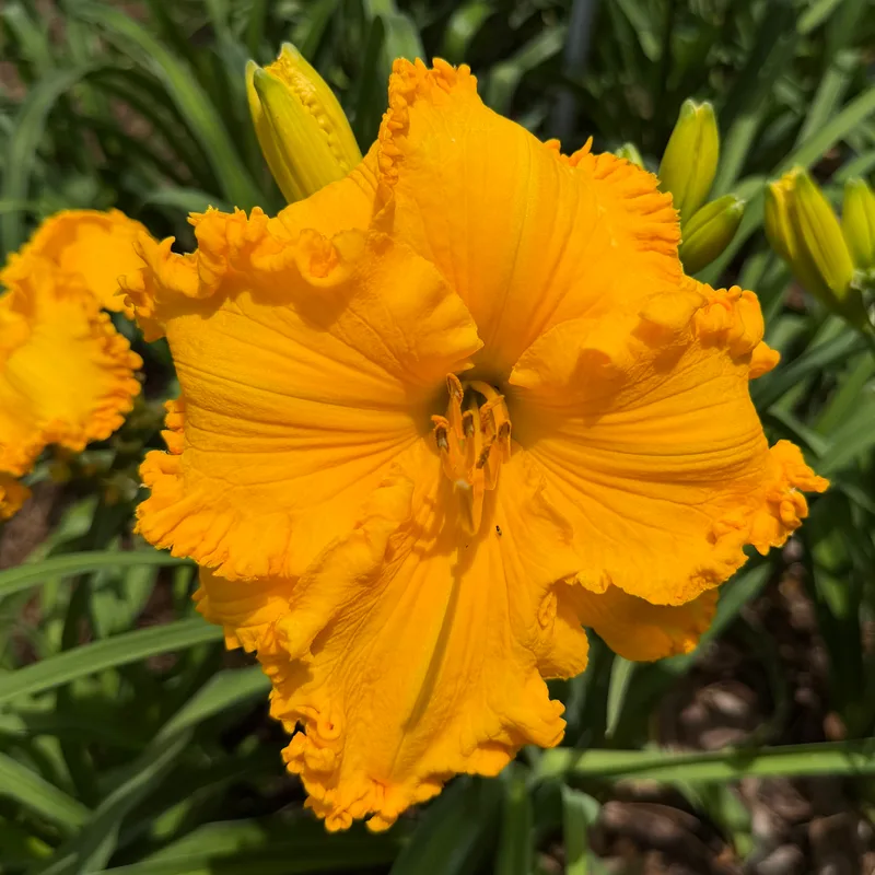 Spacecoast Cheddar Fang Photo