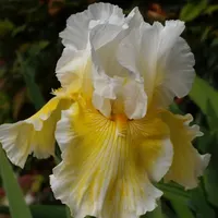 Louisiana Iris catalog image