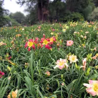 RollingOaksDaylilies thumbnail