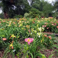 RollingOaksDaylilies thumbnail
