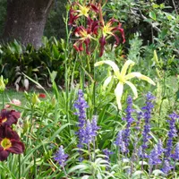 RollingOaksDaylilies thumbnail