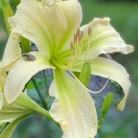 RollingOaksDaylilies thumbnail