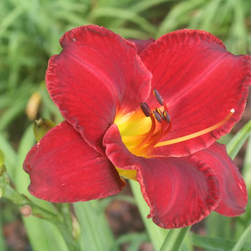 Prairie Wildfire