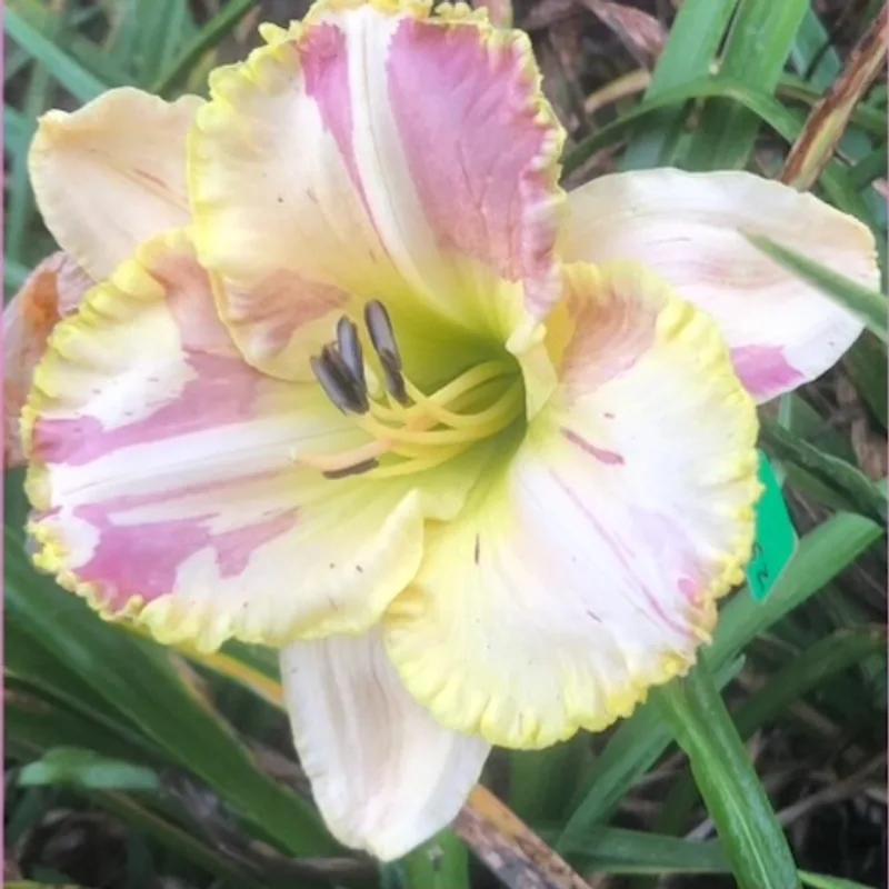 STARCROSSEDSEEDS garden image