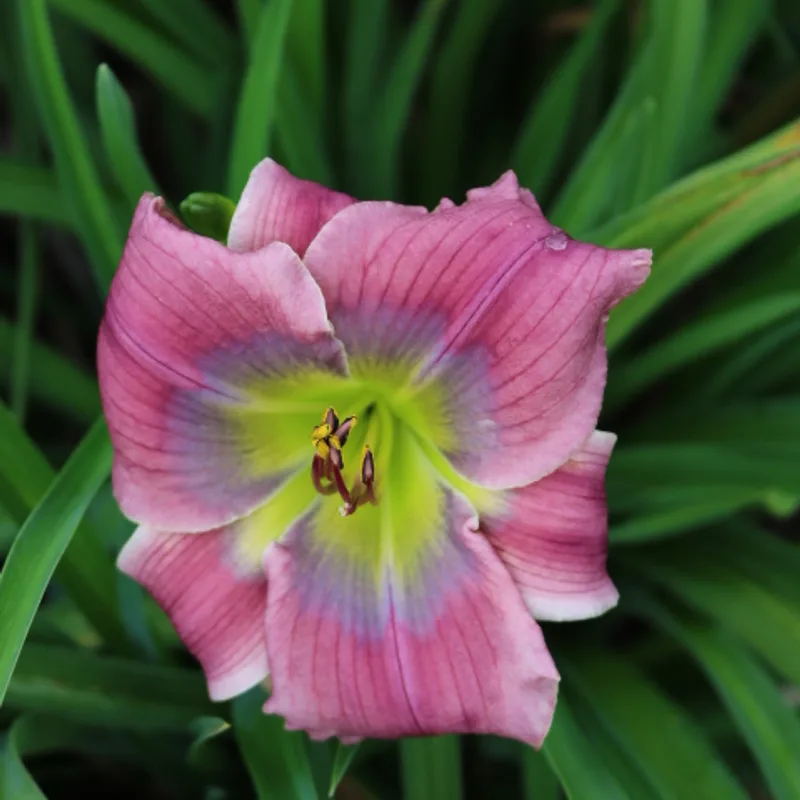 Aileen's Rainbow from Haley_Springs_Farm