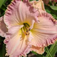 Orchid Island thumbnail