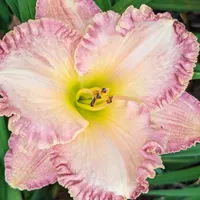 Orchid Island thumbnail