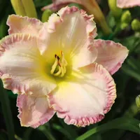 Orchid Island thumbnail