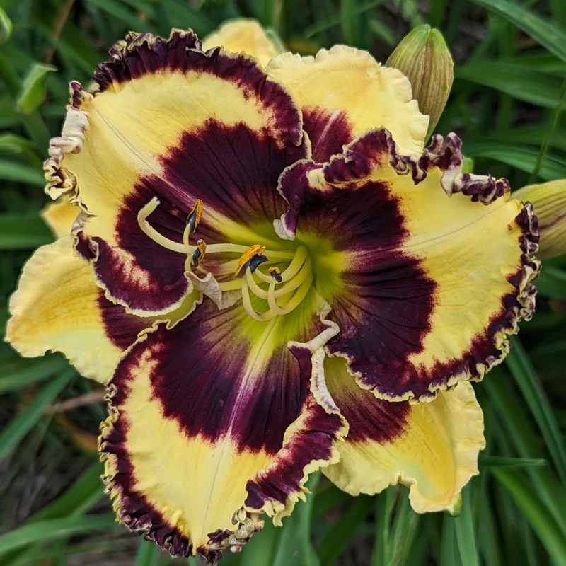 Bach Cantata daylily bloom
