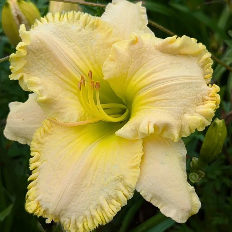 J.T. Davis from Haley_Springs_Farm